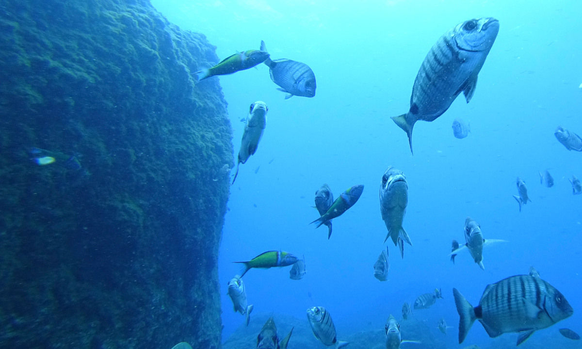 Diving Ponta da Oliveira