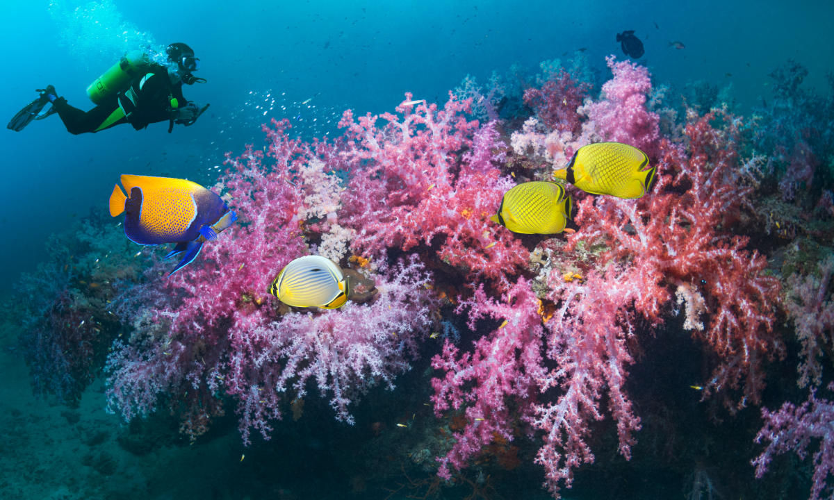 Phi Phi Islands diving
