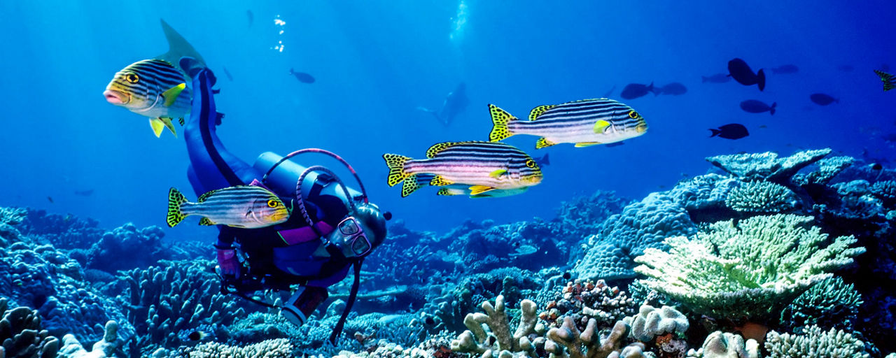 Scuba diving in Male (Maldives)