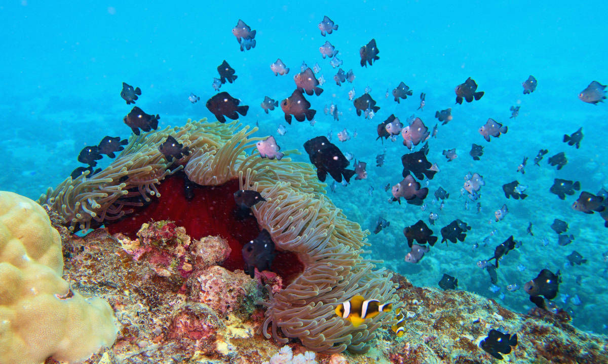 Diving South Mauritius