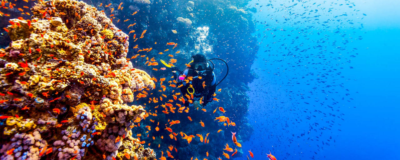 Scuba diving in Mahé (Seychelles)