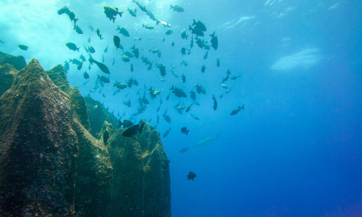 https://www.flyedelweiss.com/SiteCollectionImages/Diving/Seychelles/dive-sez-praslin_2.jpg