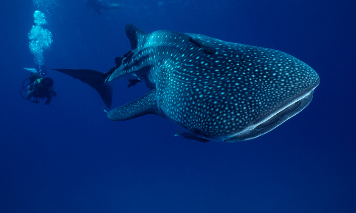 Whale sharks in the Seychelles