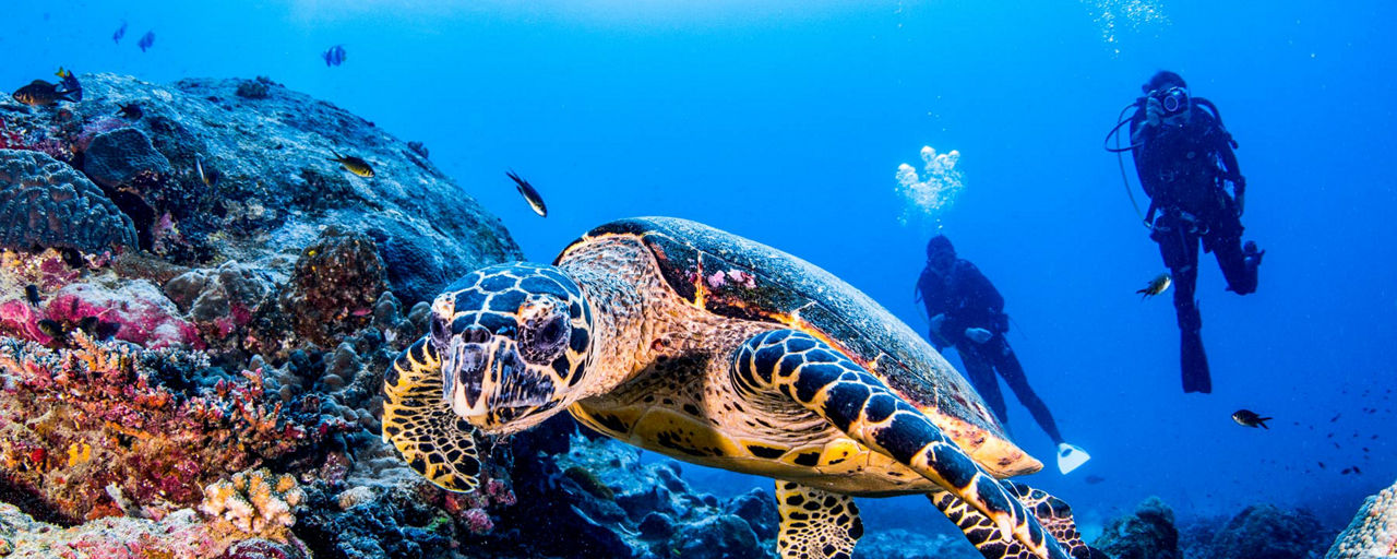 Scuba diving in La Palma