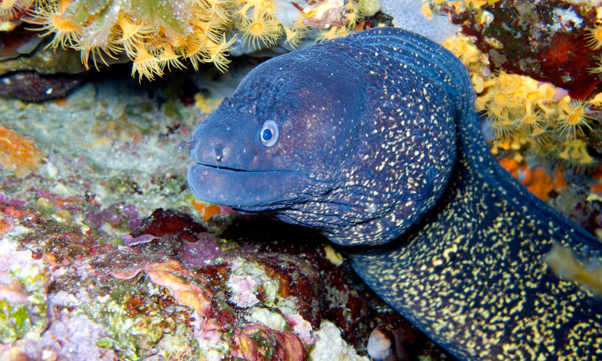 Tenerife morays diving