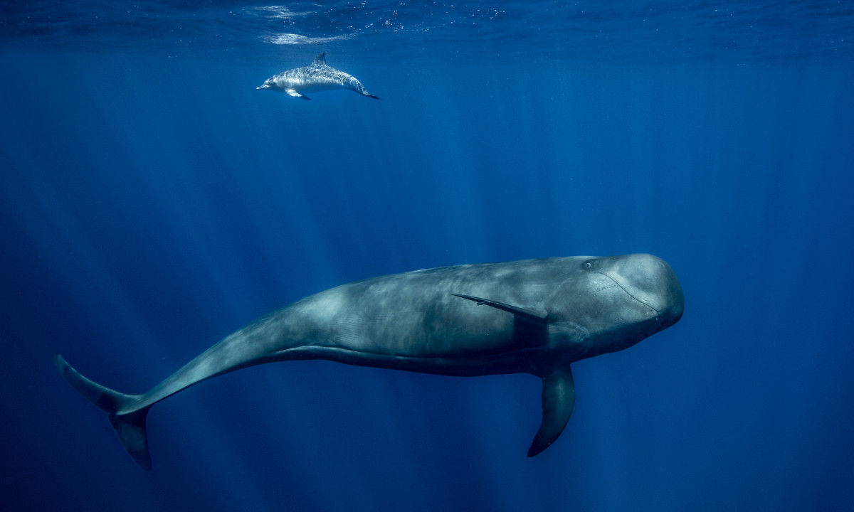 Tenerife whales diving