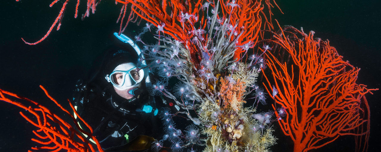 Eine Taucherin schwimmt im Gorgoniengarten