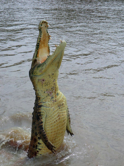 Crocodile Jumping