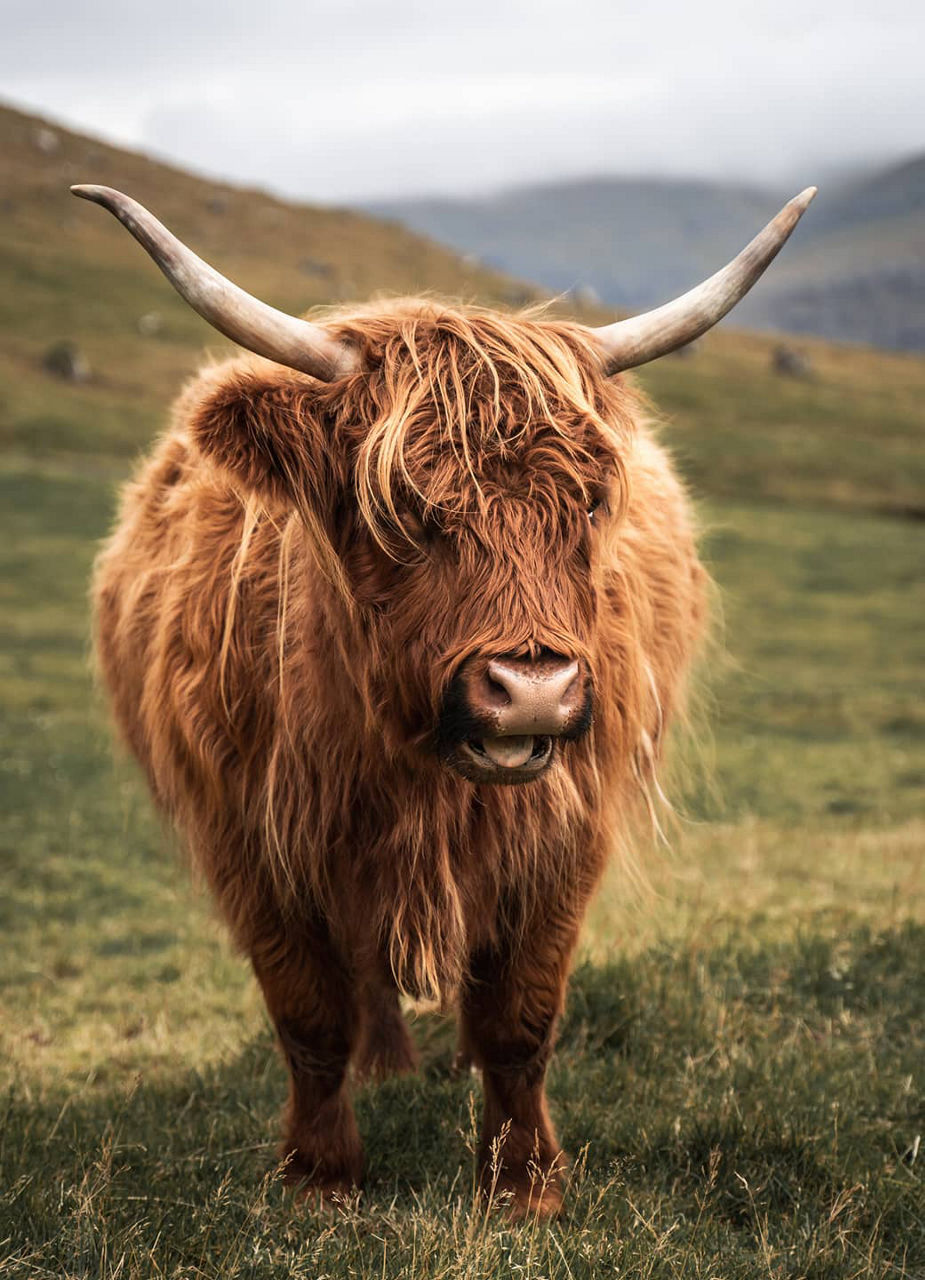 Les Highlands écossais