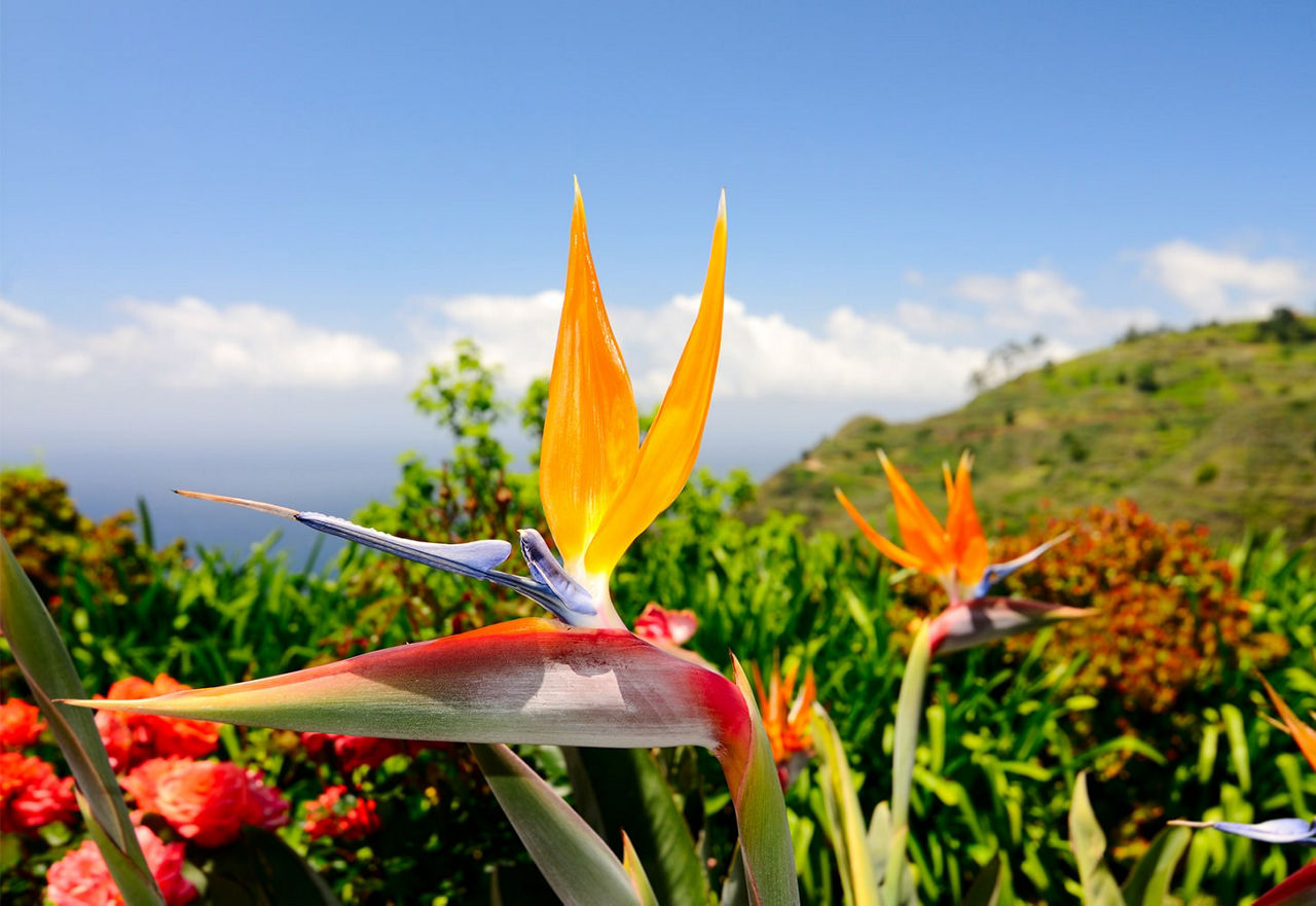 Botanical garden Funchal