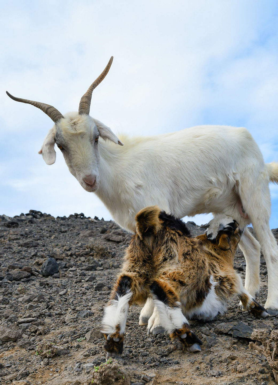 Goat with Baby