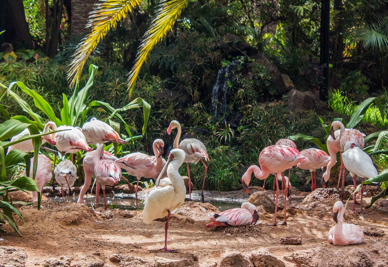 Several flamingos in the wild