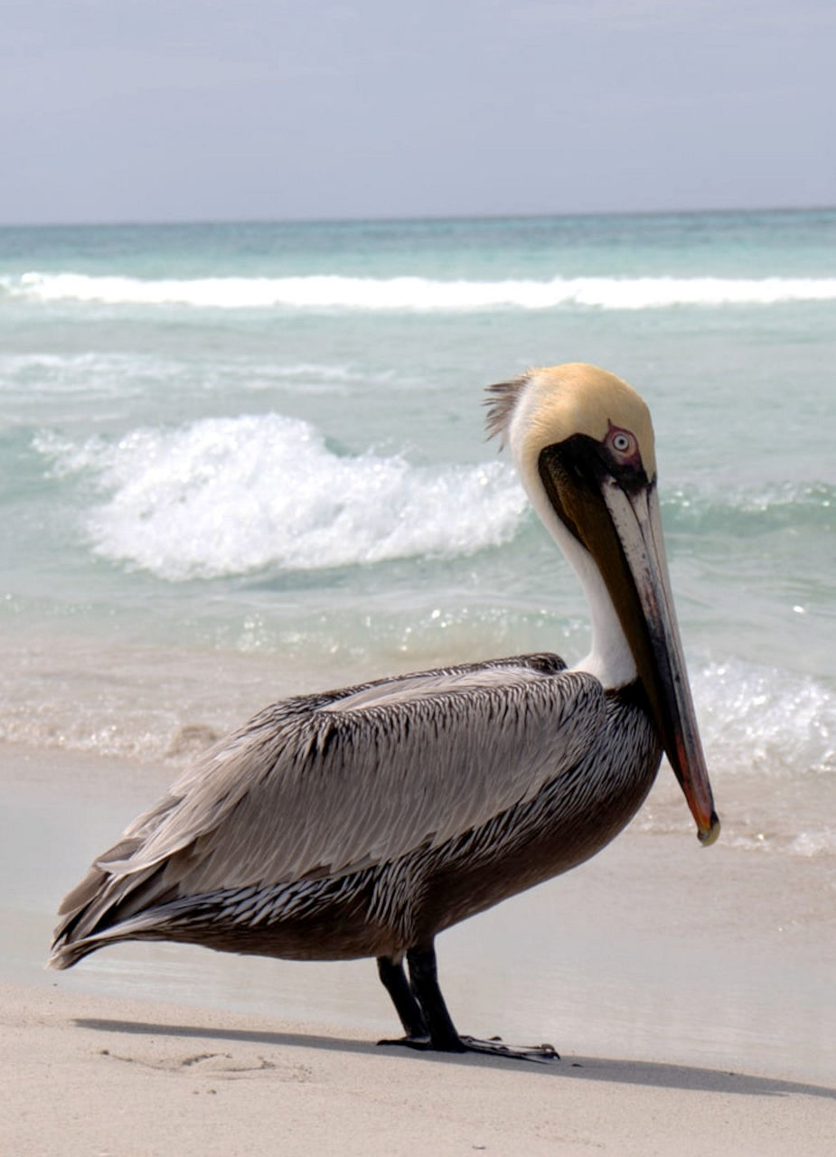 Pelican at the Beach