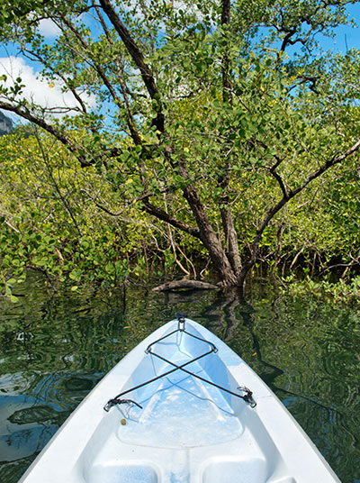 Canoe through mangrove
