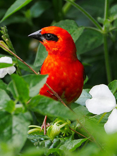 Madagascar Red Fody bird
