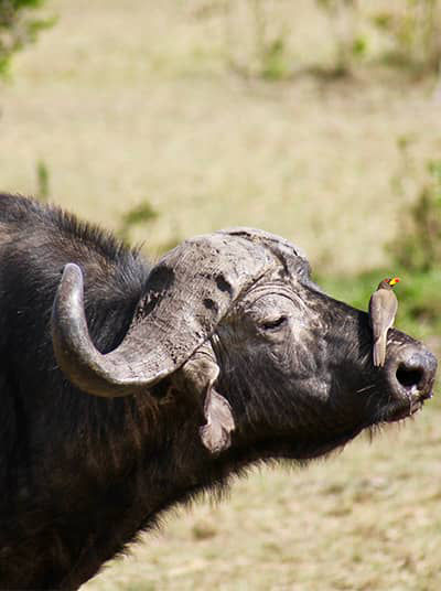 African Buffalo