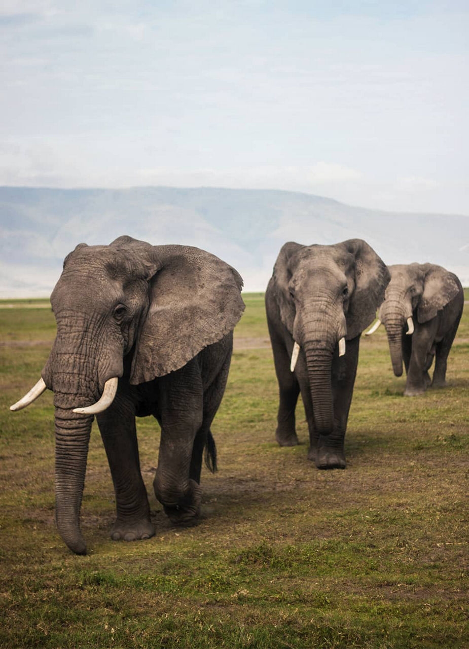 African Savanna Elephant Herd, Tanzania