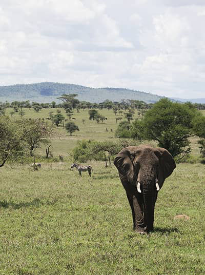 African Savanna Elephant, Tanzania