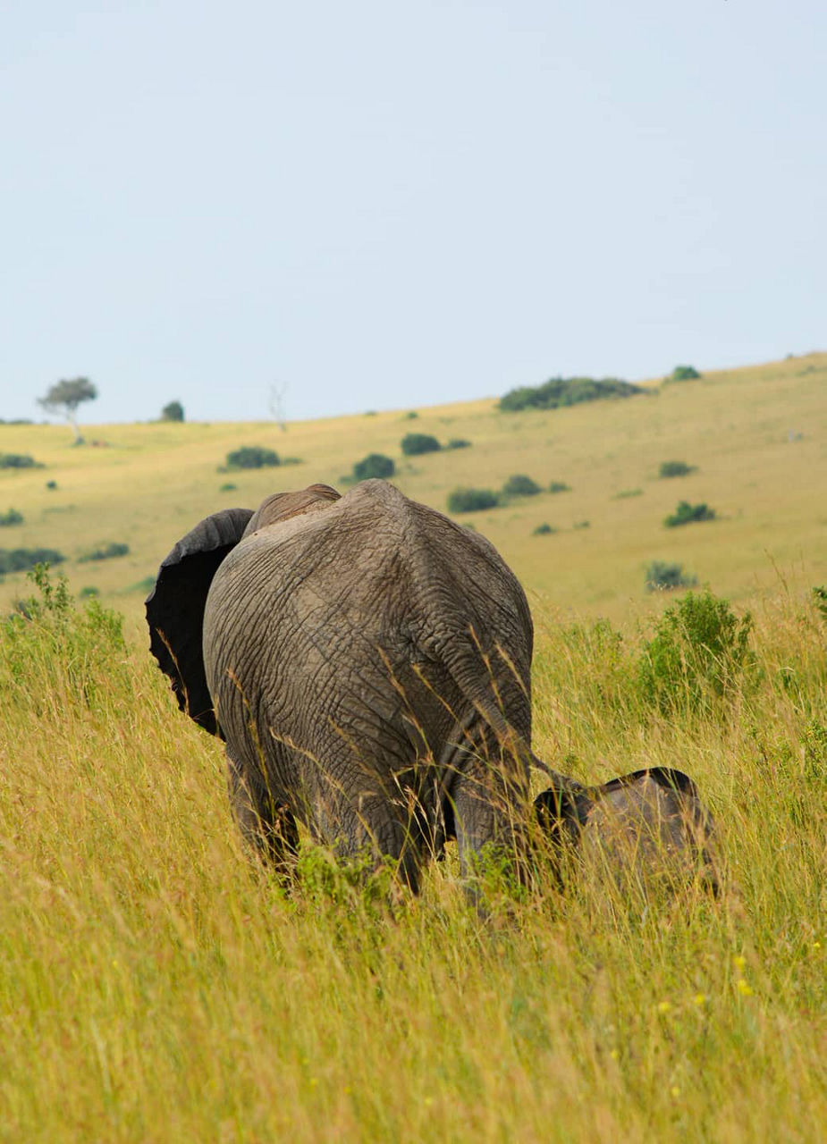 Découvrez les Big Five