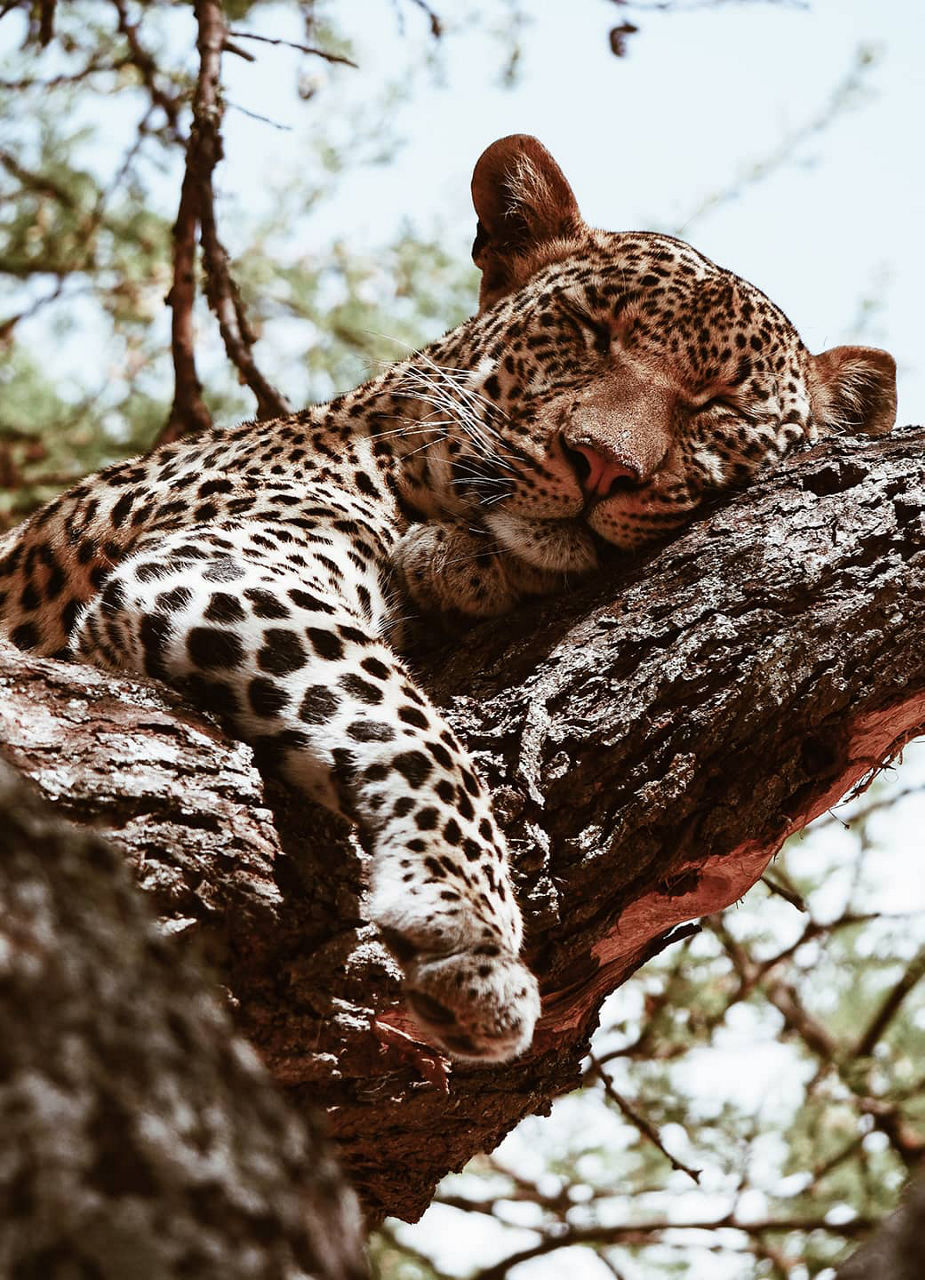 Sleeping Leopard, Tanzania
