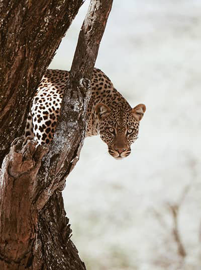 Leopard on Tree, Tanzania
