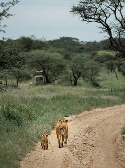 Lioness with Cub, Serengeti