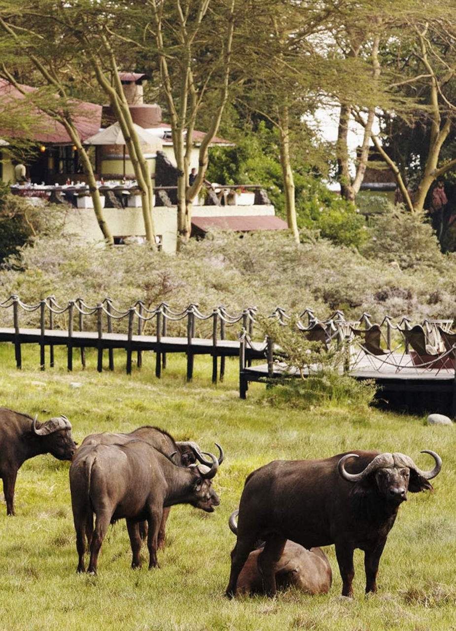 Buffalos Outside Hatari Lodge