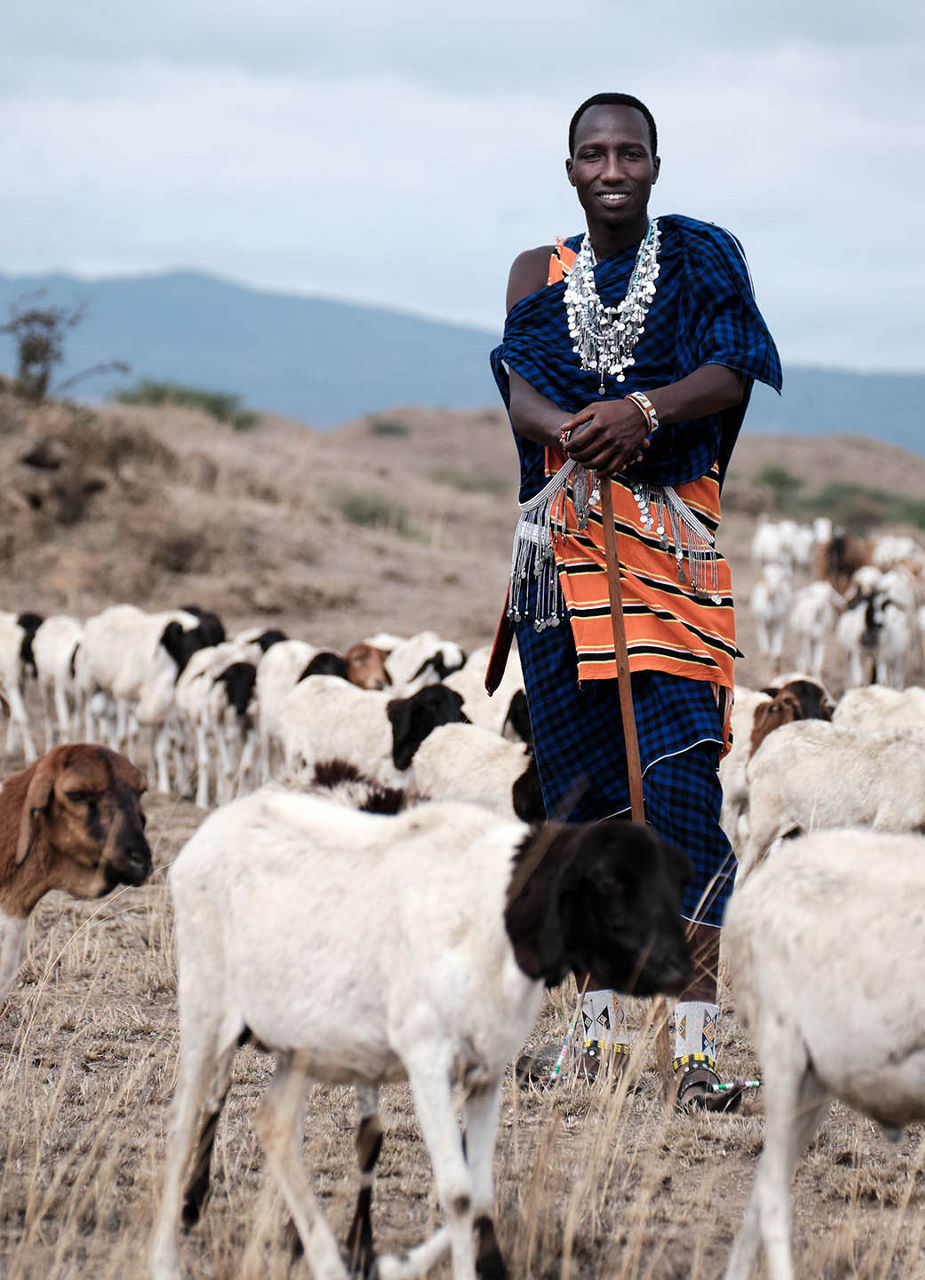 Massai and his goats