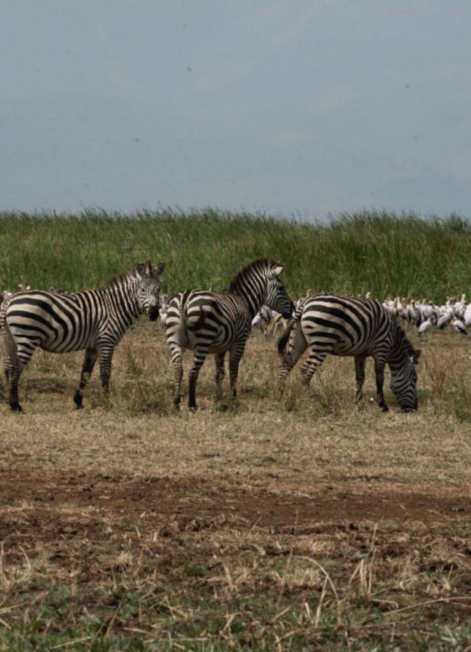 Zebras in Lake Manyara National Park