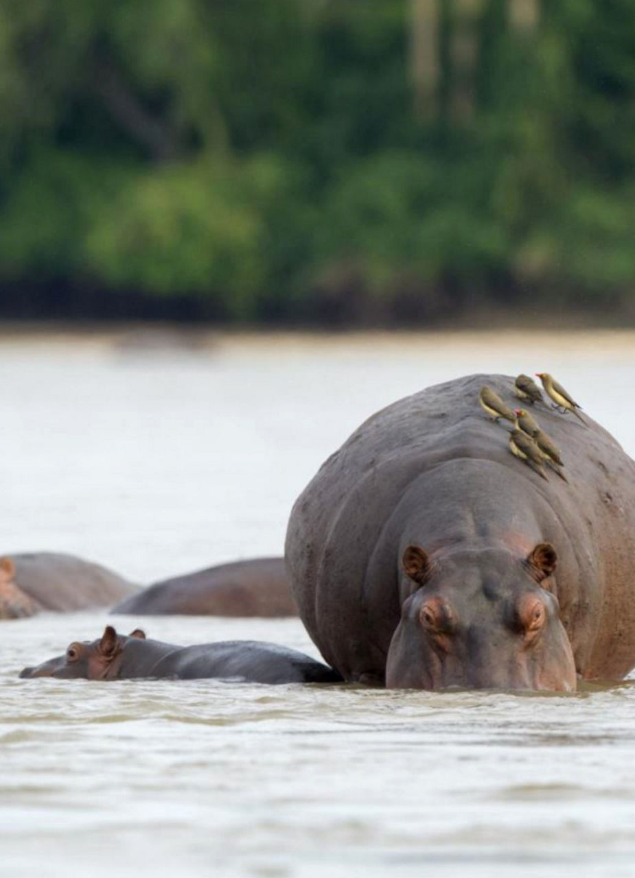 Hippopotamus in the Rufiji River, Nyerere National Park