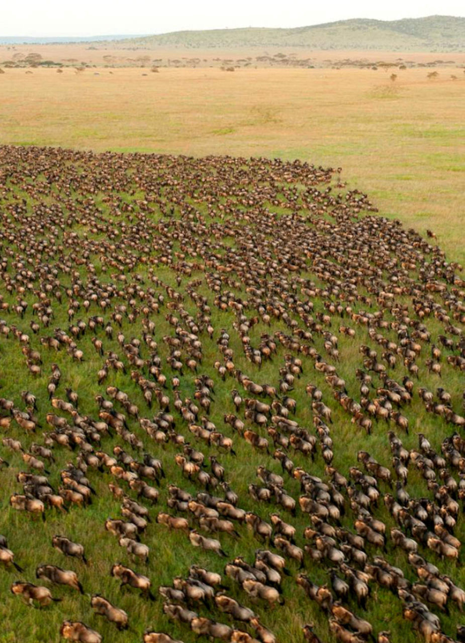 The Great Migration