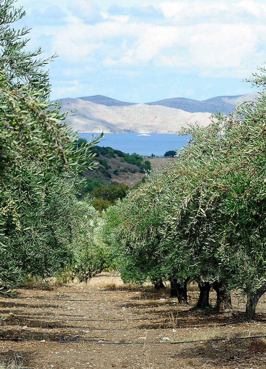 Olive Trees