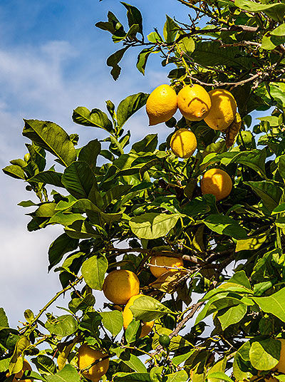 Lemon Tree