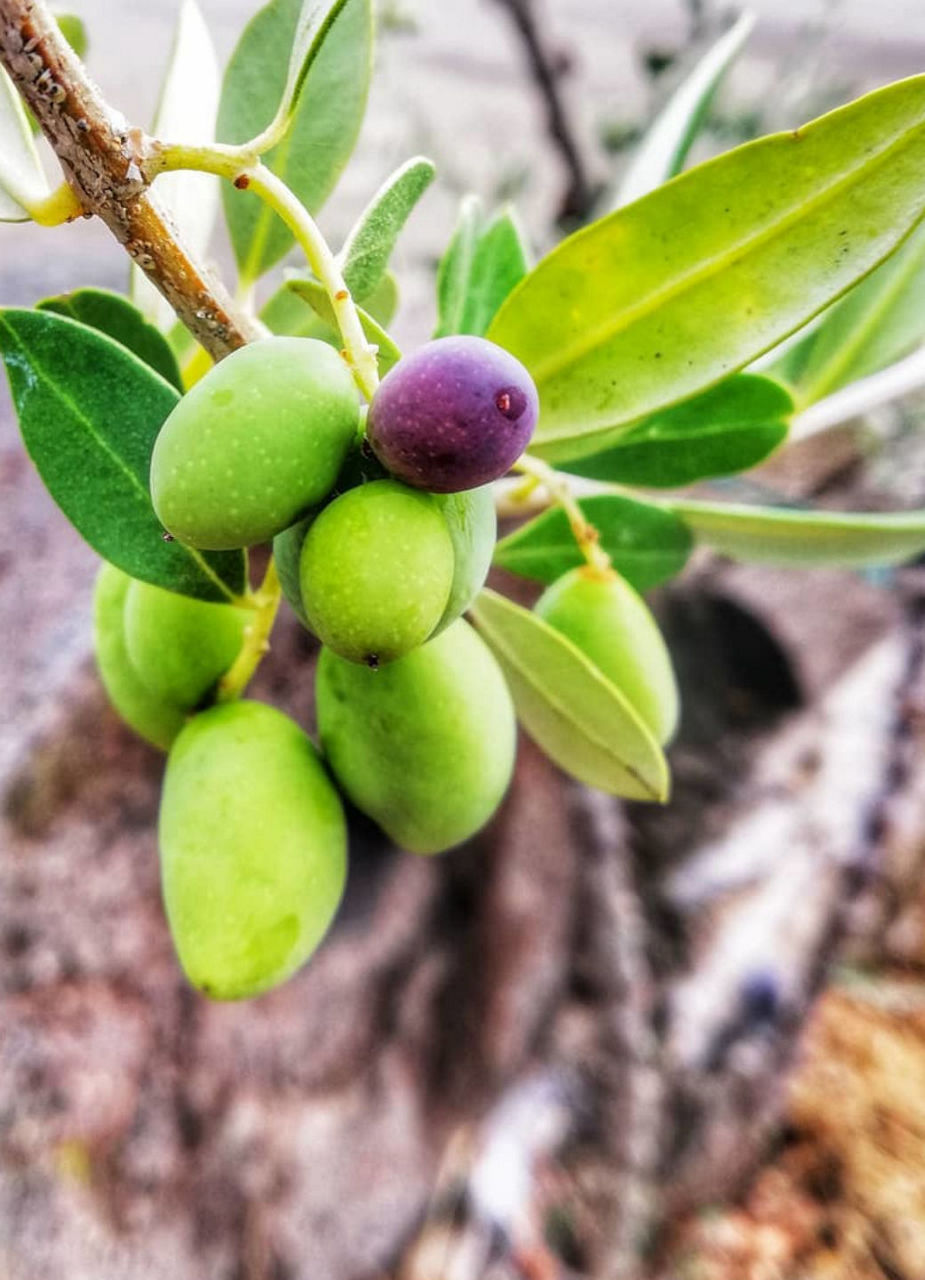 Frehsly Pressed Olive Oil, Ben Olive Mill