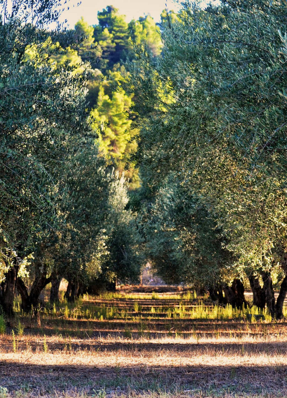 Olive Grove