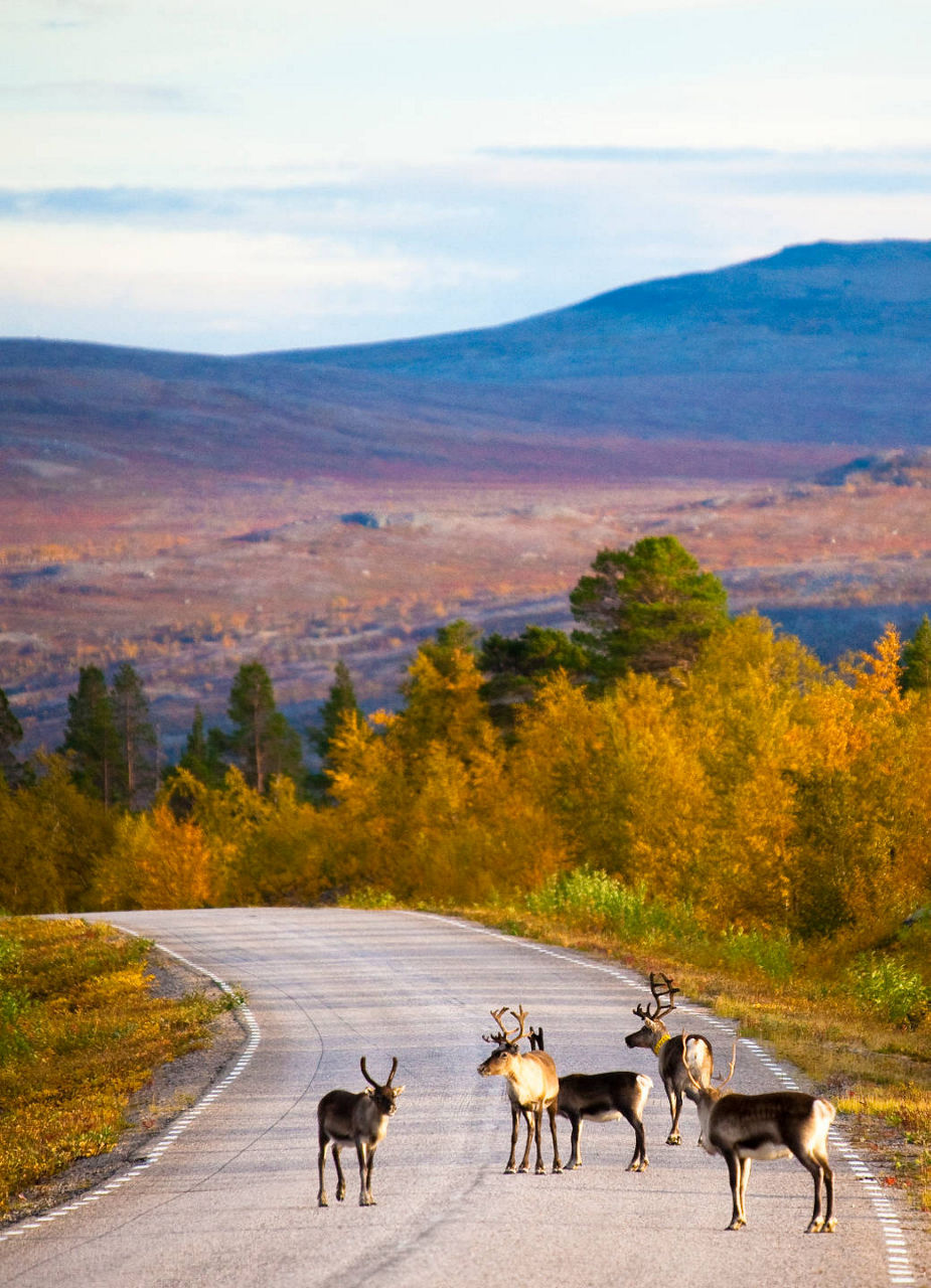 Reindeers