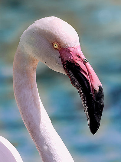 Close-up of Flamingo