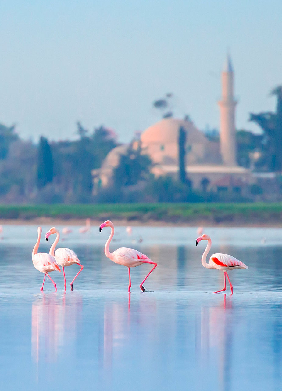 Le lac salé de Larnaca