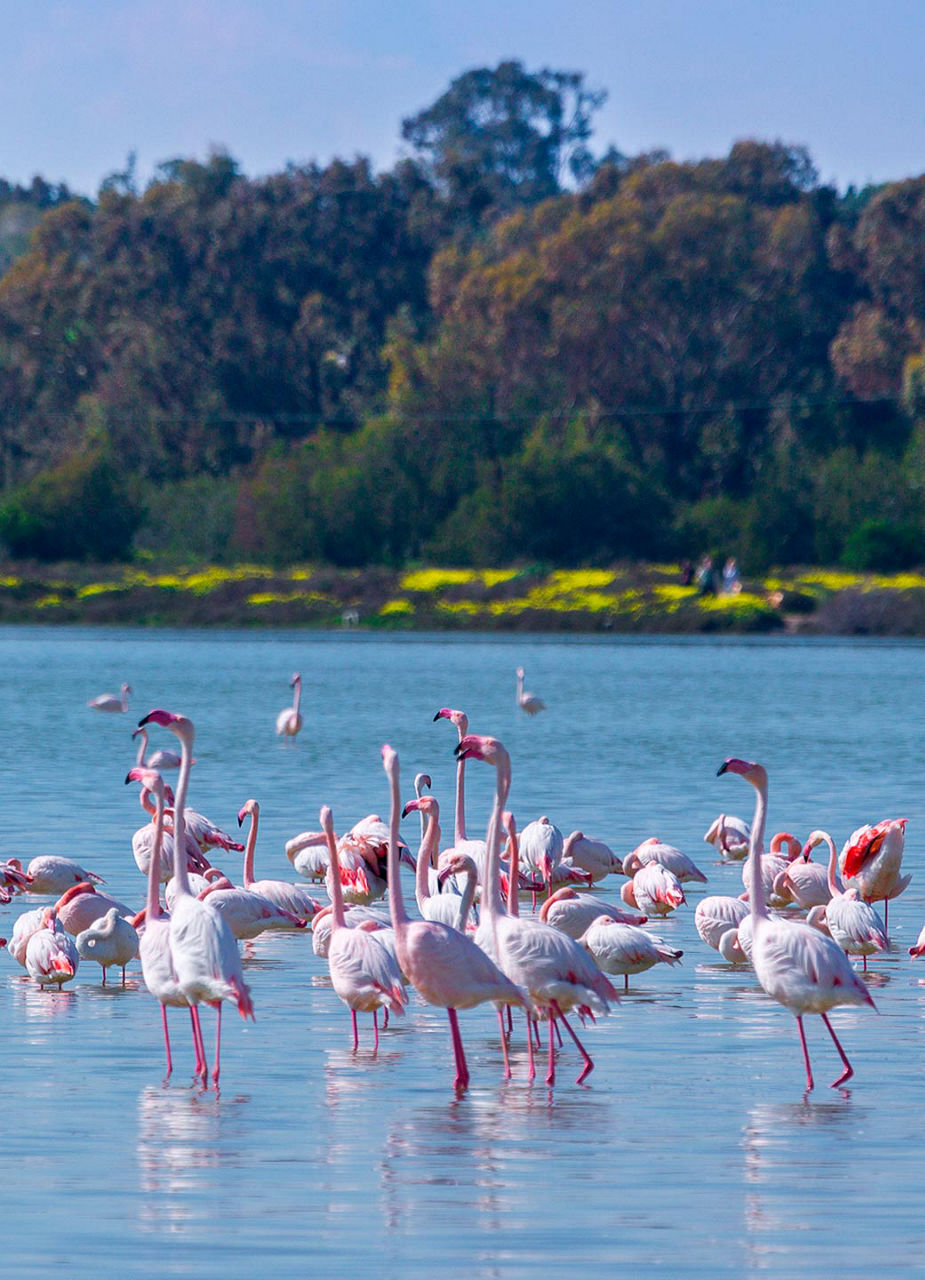 Flamingos