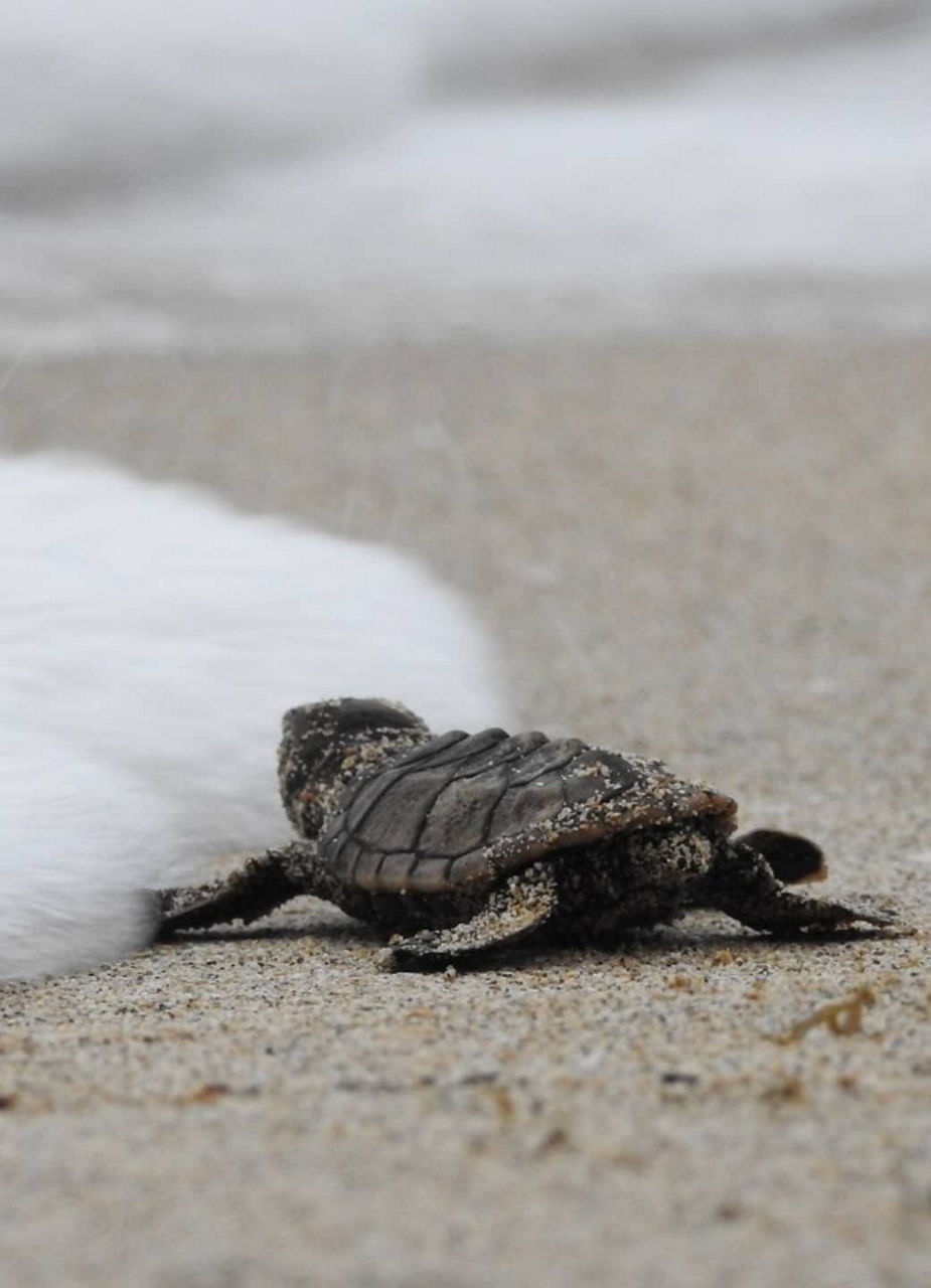 Baby turtle