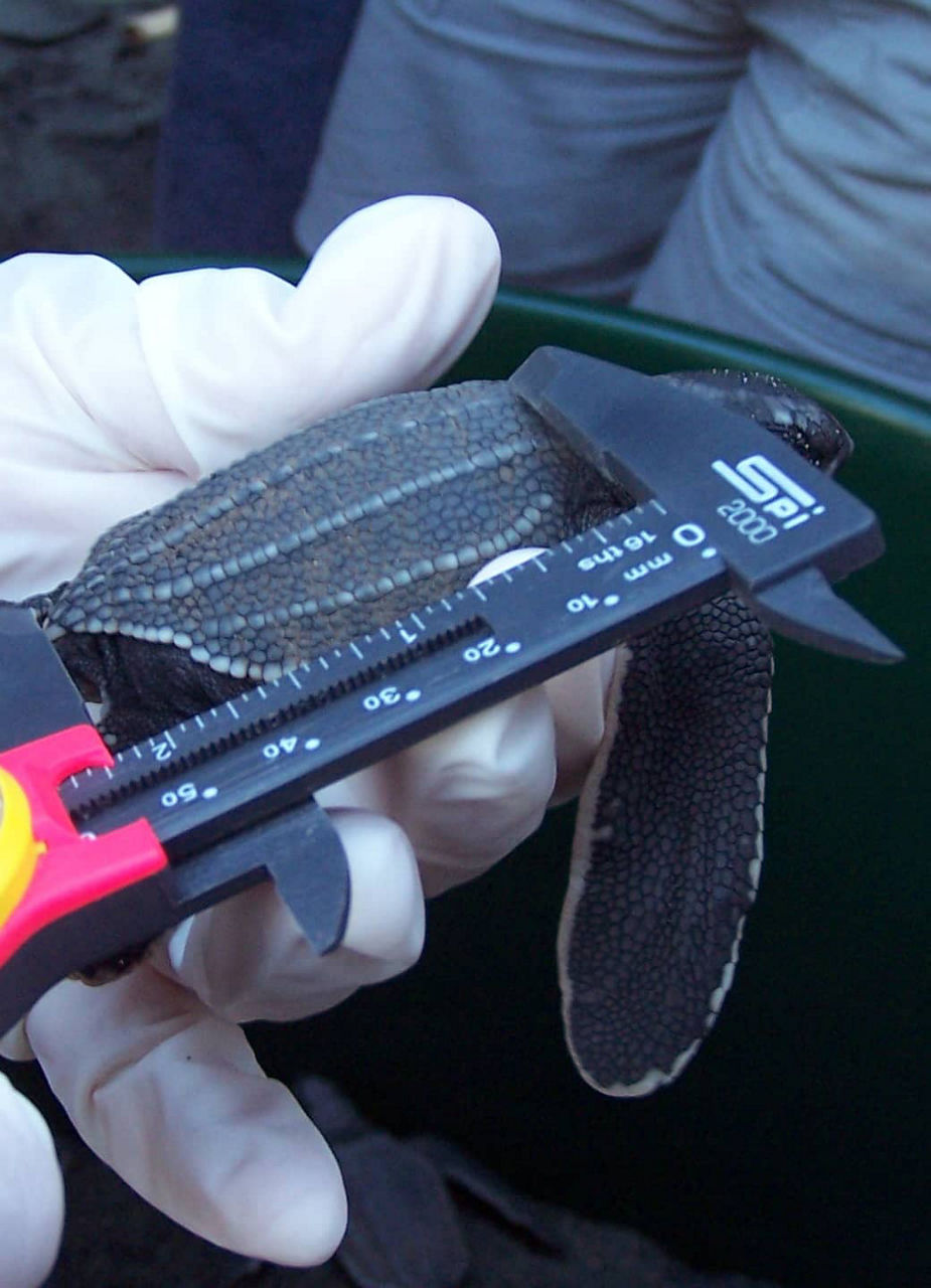 Volunteer measuring a young sea turtle