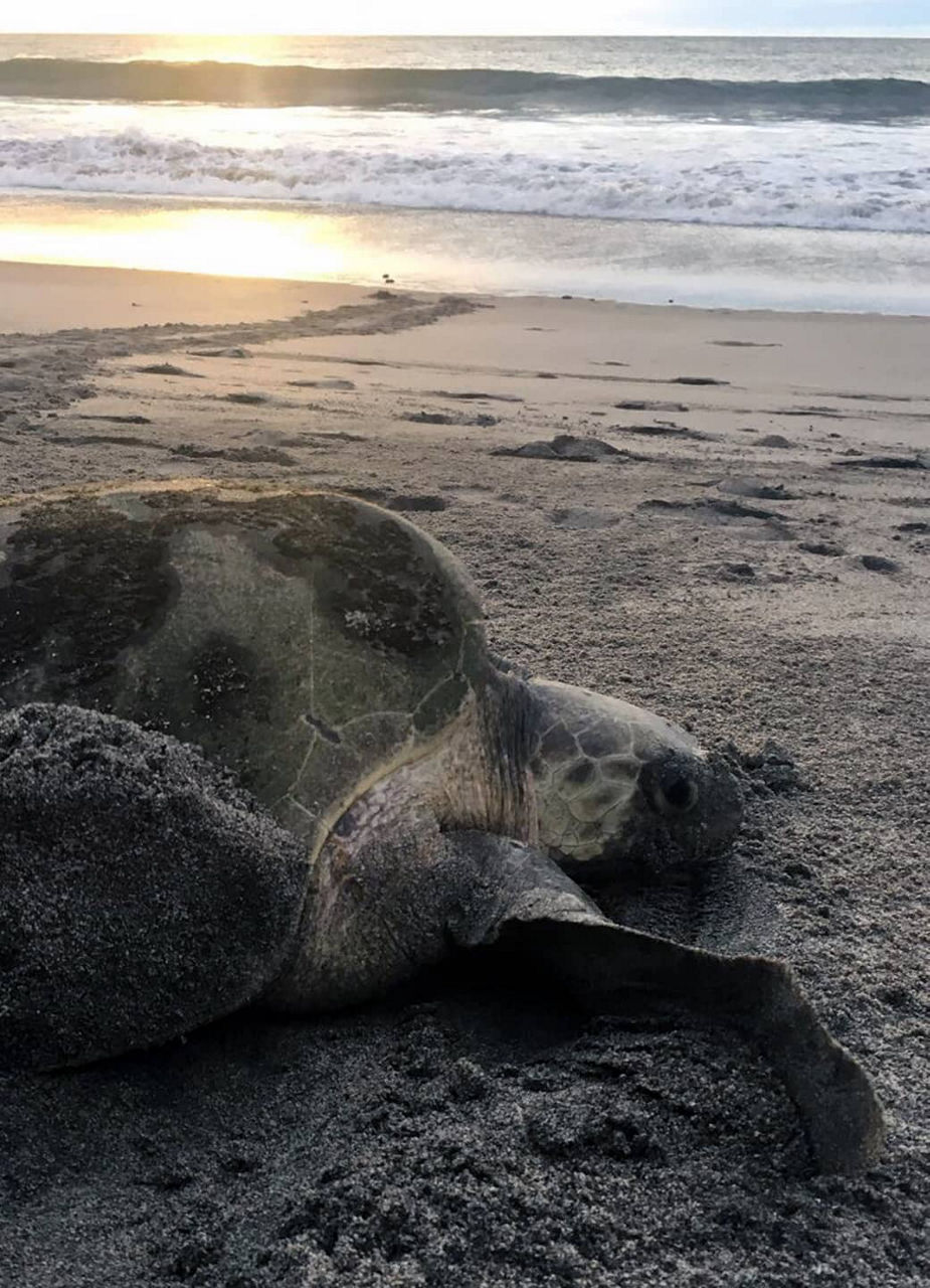 Sea turtle on the beach in Costa Rica