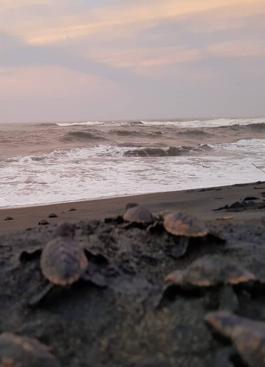 Young sea turtles in Costa Rica on their way into the ocean