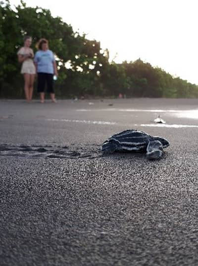 Freshly hatched sea turtle on its way into the ocean