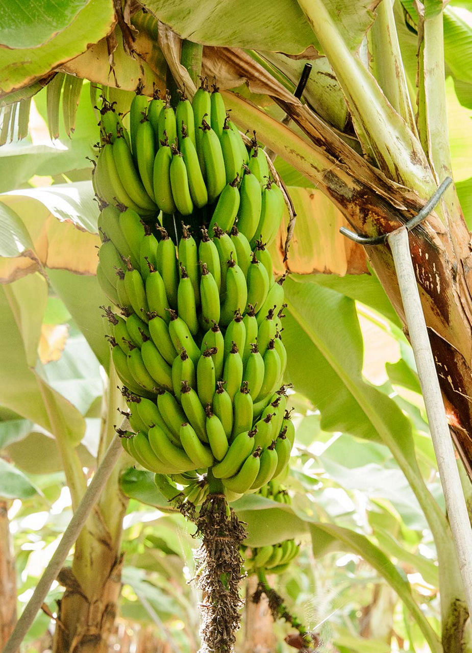 Banana Tree