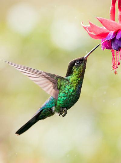 Hummingbirds