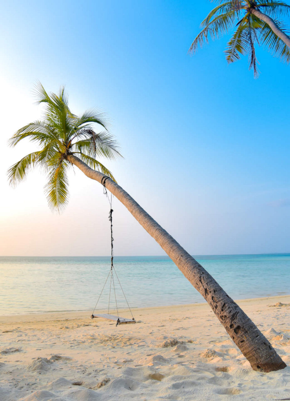 Palm Tree