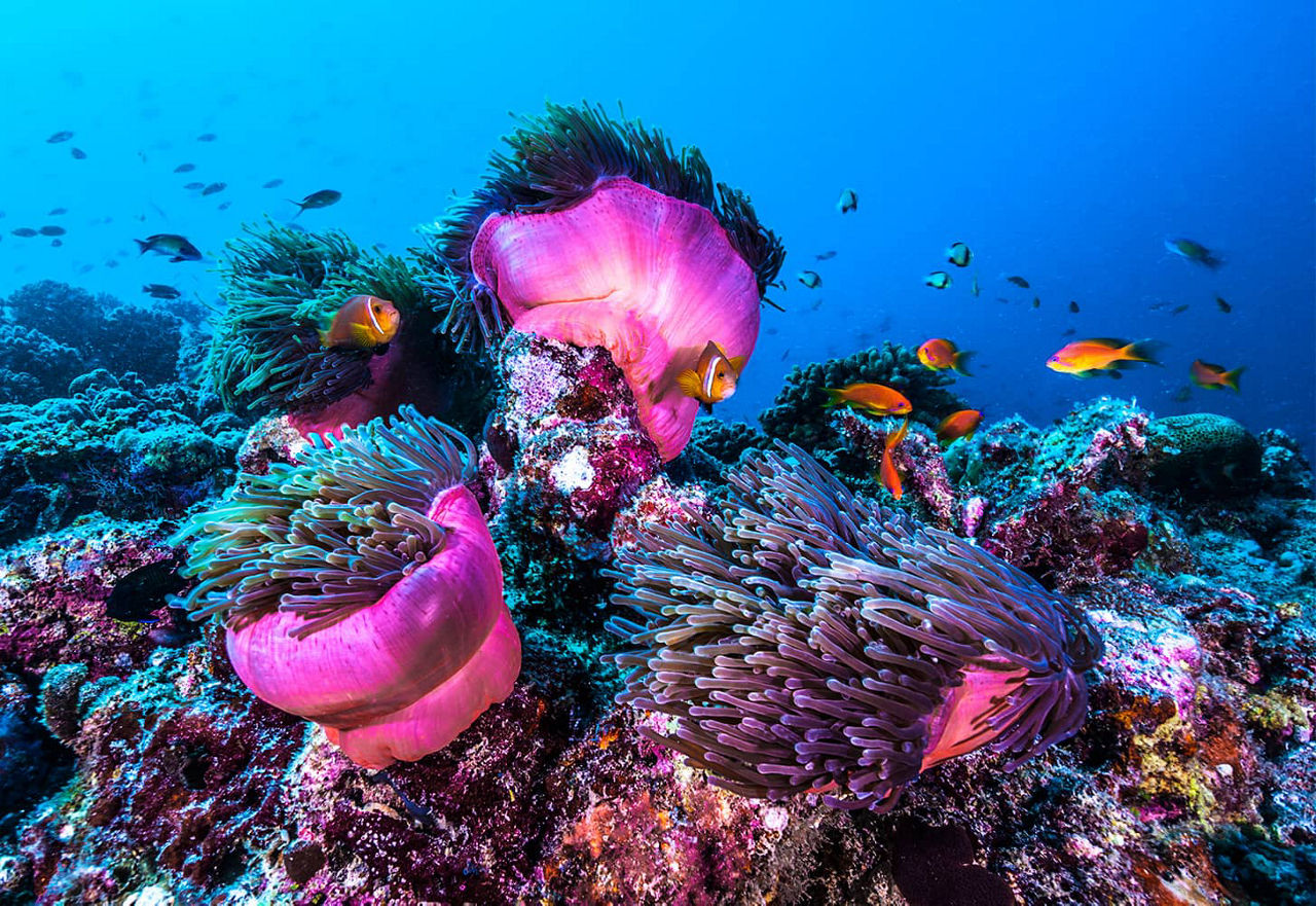 Magnifique monde de corail