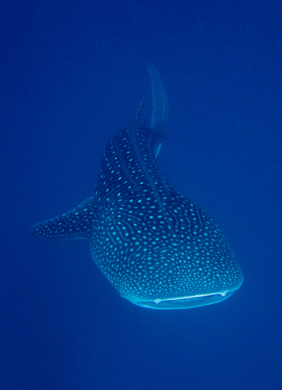 Whaleshark