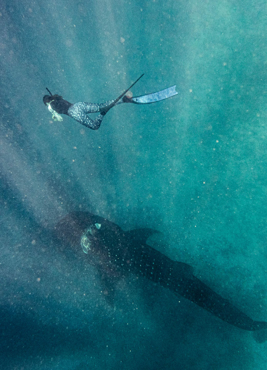 Femme plongeant avec un requin-baleine